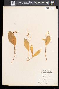 Maianthemum trifolium image