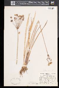 Butomus umbellatus image