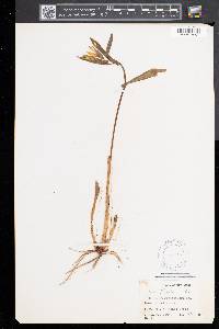 Uvularia grandiflora image
