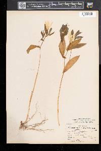 Uvularia grandiflora image