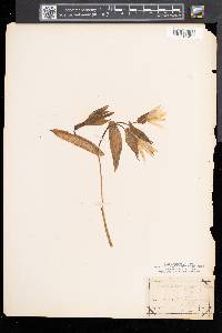 Uvularia grandiflora image