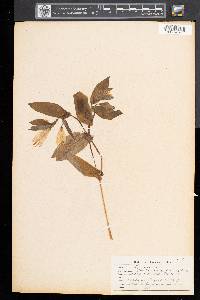 Uvularia grandiflora image