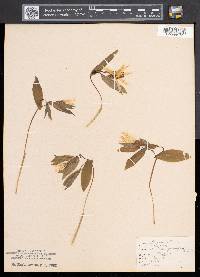 Uvularia grandiflora image