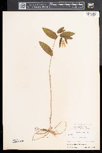Uvularia perfoliata image