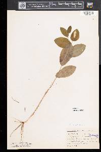 Uvularia perfoliata image