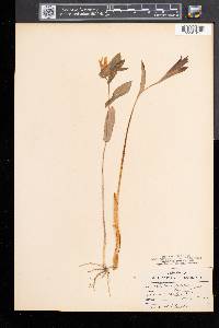 Uvularia perfoliata image