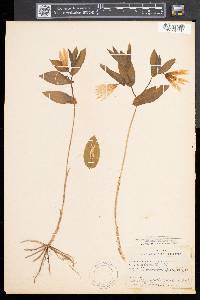 Uvularia perfoliata image