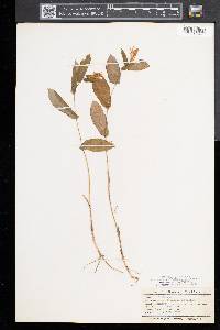 Uvularia perfoliata image