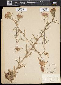 Castilleja coccinea image
