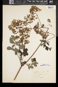 Thalictrum pubescens image
