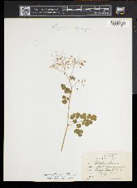 Thalictrum pubescens image