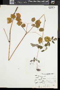 Thalictrum pubescens image