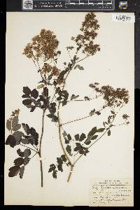 Thalictrum pubescens image