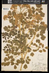 Thalictrum pubescens image