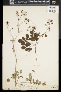 Thalictrum pubescens image