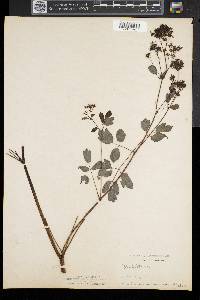 Thalictrum amphibolum image
