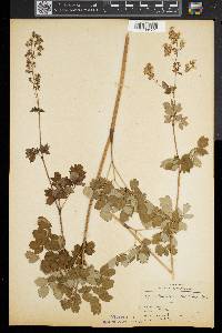 Thalictrum amphibolum image