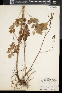 Thalictrum amphibolum image
