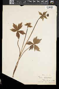 Trollius laxus image