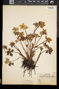 Trollius laxus image