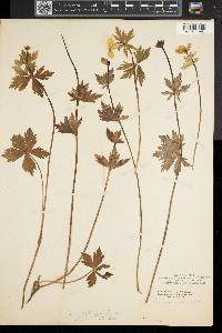 Trollius laxus image