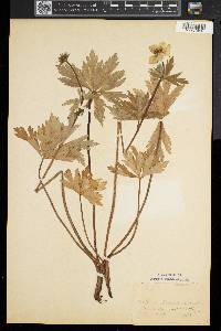 Trollius laxus image