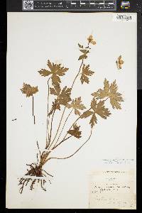 Trollius laxus image