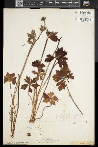 Trollius laxus image