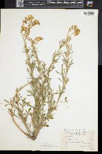 Reseda lutea image