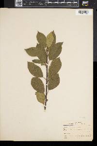 Frangula alnus image