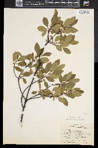 Frangula alnus image