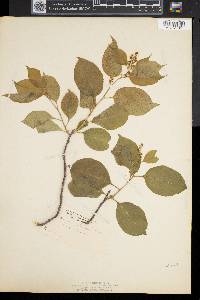 Rhamnus alnifolia image