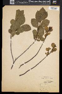 Rhamnus alnifolia image