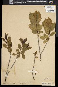 Rhamnus alnifolia image