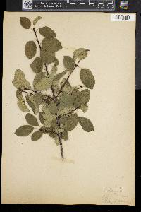 Rhamnus cathartica image