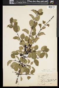 Rhamnus cathartica image