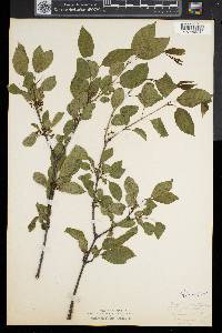 Rhamnus cathartica image