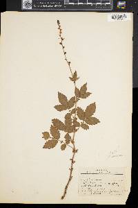 Agrimonia gryposepala image