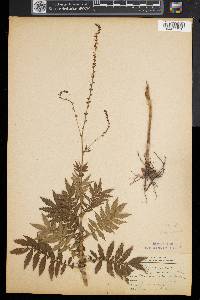 Agrimonia parviflora image