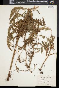Agrimonia parviflora image
