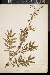 Agrimonia parviflora image