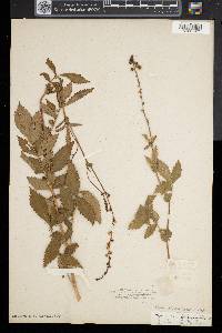 Agrimonia striata image