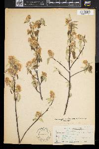 Amelanchier alnifolia image