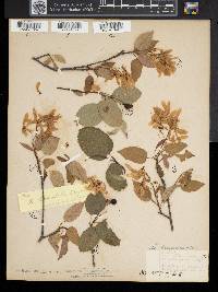 Amelanchier amabilis image