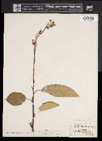 Amelanchier canadensis image