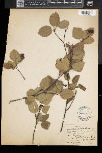 Amelanchier canadensis image