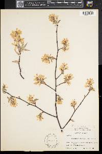 Amelanchier canadensis image