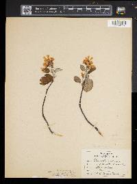 Amelanchier sanguinea image