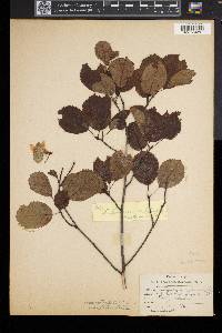 Amelanchier sanguinea image