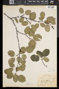 Amelanchier sanguinea image